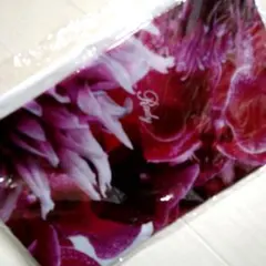 rady ☆新品 未開封☆ リゾフラ レジャーシート