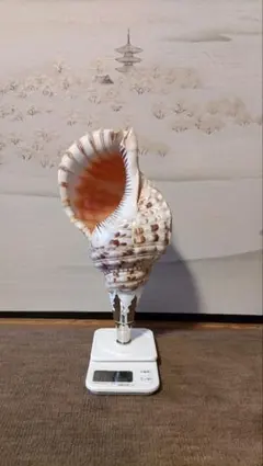 2026年最新】法螺貝の人気アイテム - メルカリ