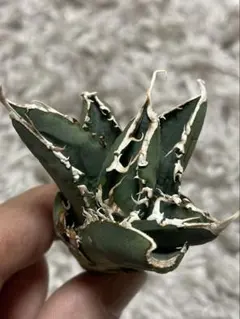 2025年最新】緑幽霊 アガベの人気アイテム - メルカリ