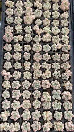 CQ1001 ハマリー 105苗 多肉植物 土と根付き エケベリア 韓国苗 - メルカリ