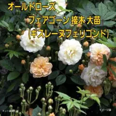 ○　オールドローズ　フェアゴーン（ギスレーヌフェリゴンド）強健種　接木　大苗　○