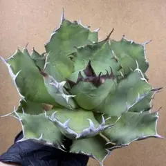 2025年最新】姫厳竜の人気アイテム - メルカリ