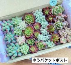 42 多肉植物　多肉弁当　詰め合わせ　寄せ植え　セット　カット苗　韓国苗　セダム