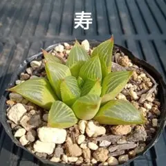 kohnennnnn様 リクエスト 2点 まとめ商品