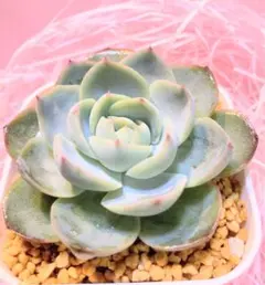 ラブリーローズ錦 多肉植物 エケベリア 韓国苗 抜き苗 現品 - メルカリ