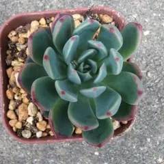 多肉植物 七福神 抜き苗① - メルカリ