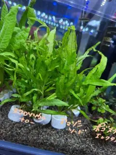 timo様 リクエスト 2点 まとめ商品