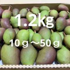 マンゴー+摘果/1.3 kg including box/コンビニ/ATM ❌️ - メルカリ