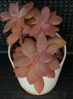 ❣️多肉植物❣️花筏　木立株❣️エケベリア属❣️抜き苗1株❣️のサムネイル