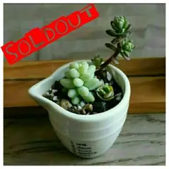 売り切れましたありがとうございました♪(ゆー様専用)