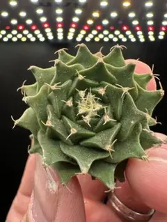 2025年最新】オブレゴニアの人気アイテム - メルカリ