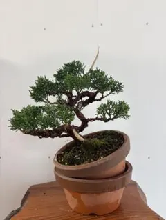 真柏　盆栽のサムネイル