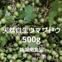 新潟県産/天然馬ぶどう選別済/500g(緑果実)ネコポスのサムネイル