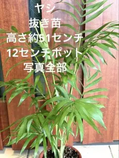 ケン様 リクエスト 2点 まとめ商品