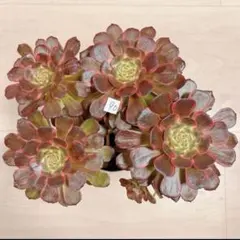 Top【選抜株】多肉植物 360897レッド ドラゴンフライ24個 鉢無し/脱土