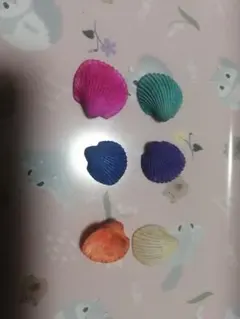 カラフルな貝殻 6個セット