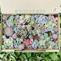 ✾9ちまちま寄せ植え　カット苗　多肉植物　寄せ植えセット　詰め合わせ