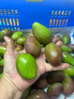 中 10Kg沖縄県産摘果マンゴー30g～日々肥大 (お漬物用) - メルカリ
