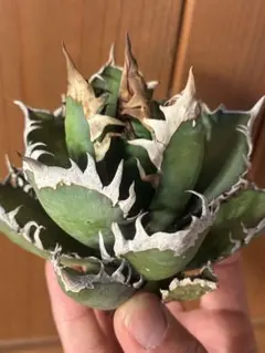 ゴリ猫　超極上株 ゴリ猫 超極上株 Yahoo!オークション -「ゴリ猫」の落札相場・落札価格