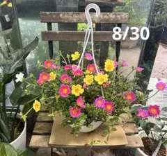ポーチュラカ ミックス寄せ植え 6寸吊り鉢ごと 苗 植物 - メルカリ