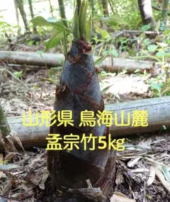 新潟県産 孟宗竹 採れたて ① - メルカリ