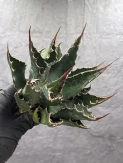 2026年最新】アガベ イラン株の人気アイテム - メルカリ