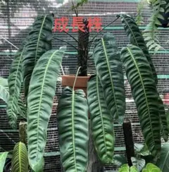 MS526 Patriciae フィロデンドロン パトリシアエ 5株セット - メルカリ