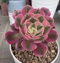 アエオニウ厶 花月夜 抜き苗 最大約9cm 速達おすすめ - メルカリ