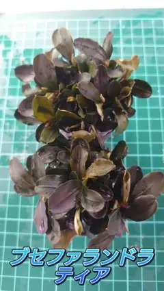 RBC3104様 リクエスト 3点 まとめ商品