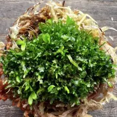 【2個だけ限定SALE開催中】リドレイ パカラン 前葉体 胞子体 XL ③