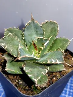 2026年最新】アガベチタノタ 子株の人気アイテム - メルカリ