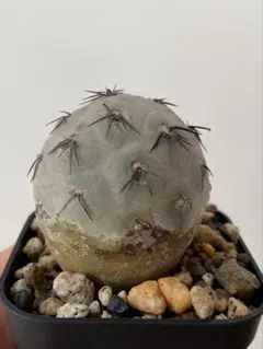 G*i様 発根済　テフロカクタス　ゲオメトリクス　29
