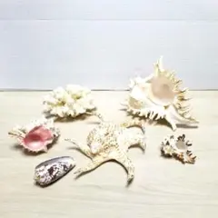 2025年最新】珊瑚 貝殻の人気アイテム - メルカリ