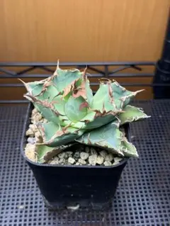 2026年最新】AGAVE titanota 'crab'の人気アイテム - メルカリ