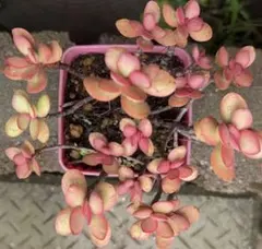 多肉植物　紅稚児　美苗　抜き苗のサムネイル