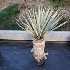 2025年最新】ユッカ マルデヌベスの人気アイテム - メルカリ