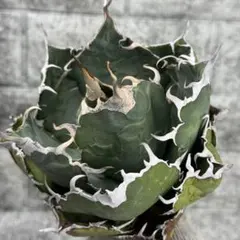 2025年最新】アガベ 白鯨 大株の人気アイテム - メルカリ