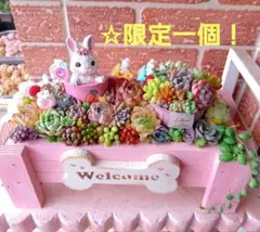 ❤️多肉植物❤️そのまま飾れる寄せ植え❤️3点セット❤️ - メルカリ
