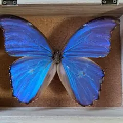 2026年最新】ディディウスモルフォの人気アイテム - メルカリ