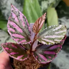 瑞*颯様 Begonia sp. Julau ぼっち株　原種ベゴニア ジュラウのサムネイル