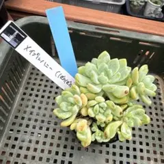 多肉植物♡メイプルハニー♡ぼのぼのさん〜苗〜ポットごと発送のお値段