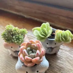 ガ*M様 花火 O107×105苗 土付き 多肉植物 詰め合わせ エケベリア Amazon.co.jp: レア品種花火9苗セット 多肉植物 エケベリア