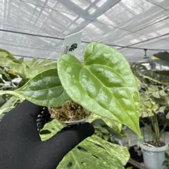 2026年最新】anthuriumの人気アイテム - メルカリ