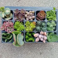 多肉植物　セダム　カット苗　寄せ植えに