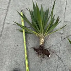 ユッカ グロリオサ 散り斑 芋 茎根 - メルカリ