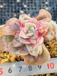 ラブリーローズ錦　赤斑入り　多肉植物　エケベリア　虹斑入り色斑入りも販売中