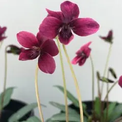 ハリー様 リクエスト 3点 まとめ商品