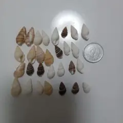 貝殻 約30個セット✨