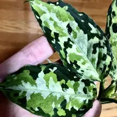 2026年最新】アグラオネマ ピクタムの人気アイテム - メルカリ