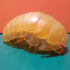 生き物大図鑑ダンゴムシ　フィギュア